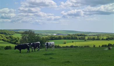 Cows grazing in the foreground with the beautiful rolling landscape of Stanmer Park in the distance behind them.