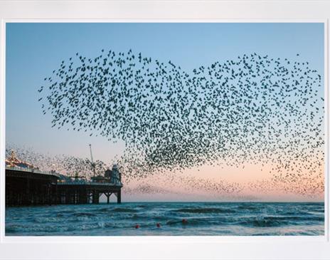 photo of a murmuration over the Pier by Finn Hopson