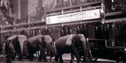 Parade of Elephants, Royal Pavilion & Museums Copyright