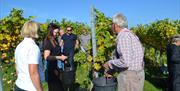 Looking at vines at Court Garden