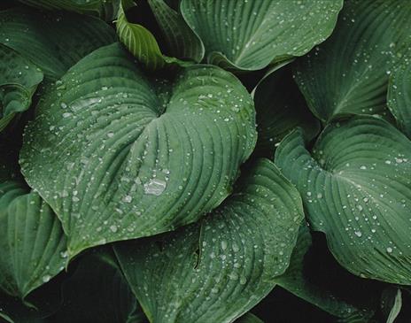 Green plants with water droplets on leaves
