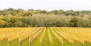 Highweald Wine Estate vines