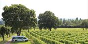 Great British Wine Tours - minibus by vineyard