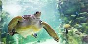 Sea Life Brighton turtle
