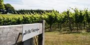 Albourne wine estate - open gate to the vineyard
