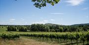 Albourne wine estate -  view of vinyard