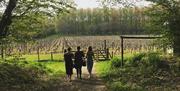 Great British Wine Tours - at the vineyard