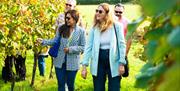 Great British Wine Tours - walking in the vines
