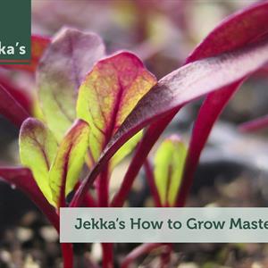 Jekka's How to Grow Master Class