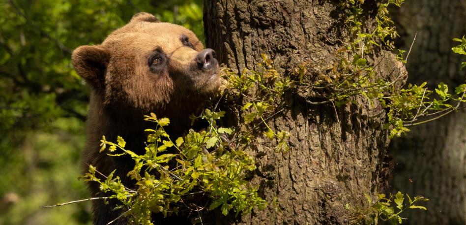 Bristol Zoo Project Bear at Bear Wood