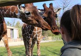 Animal Experiences at Bristol Zoo Project