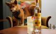 Bottle of mezcal with dog in background
