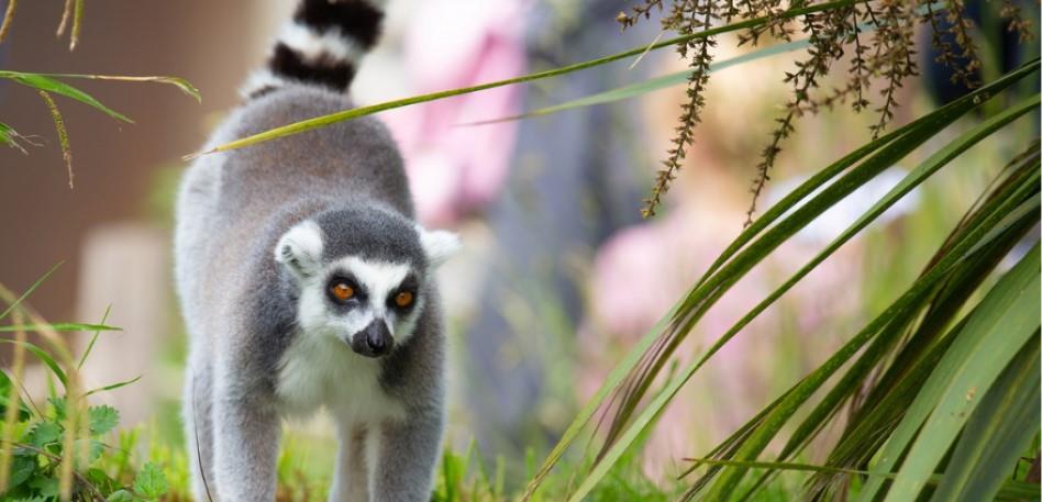 Lemurs at Bristol Zoo Project