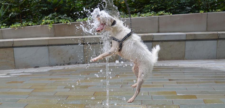 Dog Friendly Bristol - Dog in the fountains in Bristol: Credit Helen Marie Jones