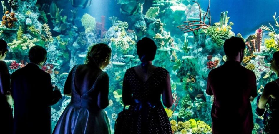 Bristol Aquarium couples