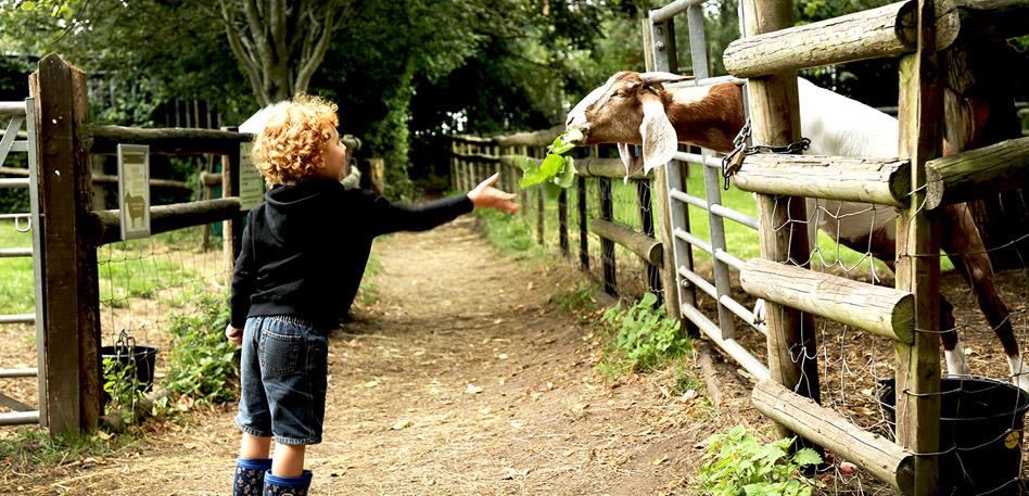 Bristol for Families: Goat at Windmill Hill City Farm - Credit Anna DeBenedictis