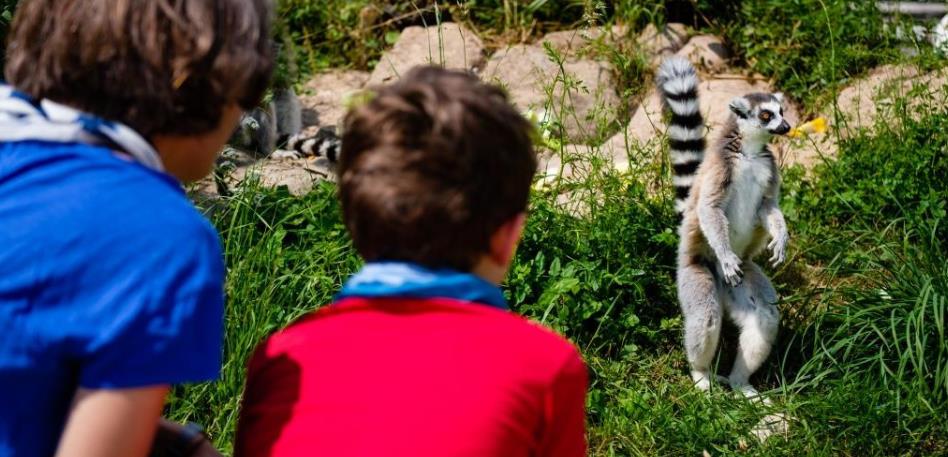 Children looking at animals at Bristol Zoo Project