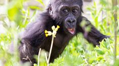 Bristol Zoo Gardens - Gorilla Baby