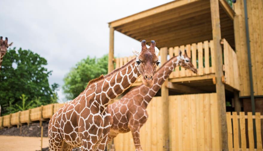 Giraffes at Bristol Zoo Project
