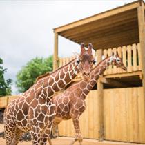 Giraffes at Bristol Zoo Project
