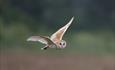 Owl at RSPB Ham Wall Nature Reserve
