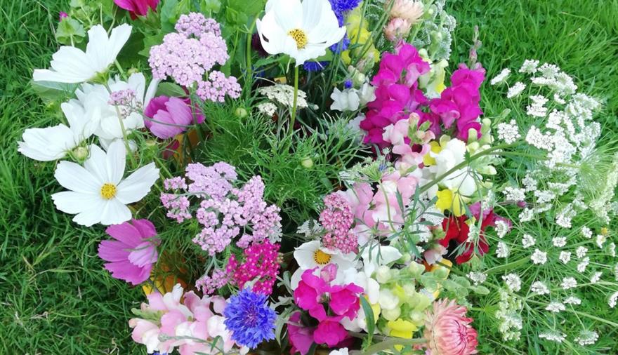 Beginners Guide to Growing Your Own Cut Flowers