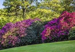 Bowood Woodland Gardens - Anna Stowe