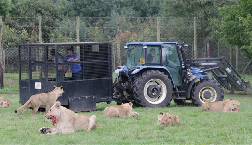 Feed the big cats at Longleat