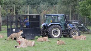 Big cat experience at Longleat