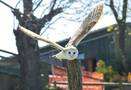 Bird of prey experience at Noah's Ark Zoo Farm