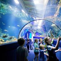 Children in tunnel at Bristol Aquarium