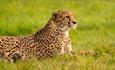 Cheetah lying in grass
