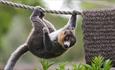 Mongoose lemur hanging upside down on rope