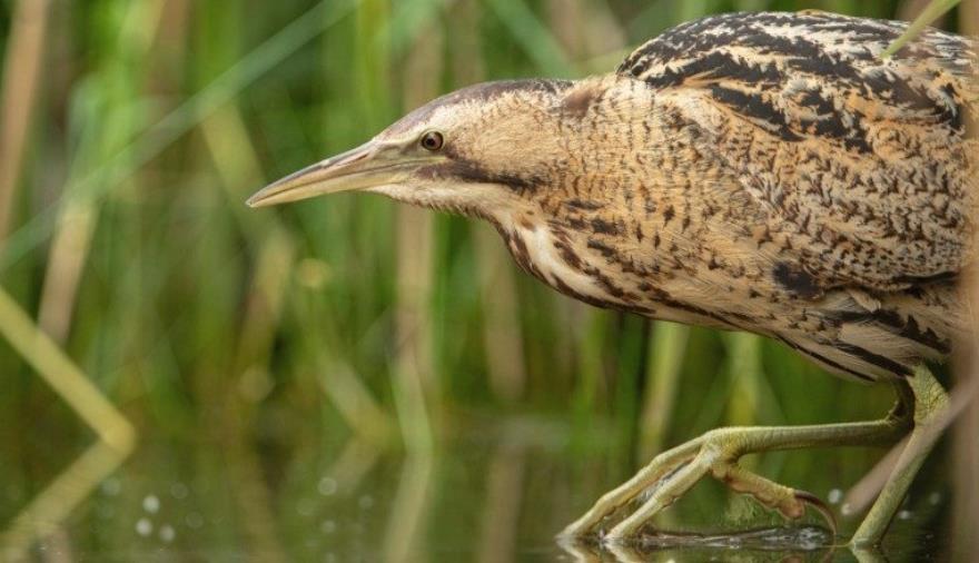 A bittern coming out of a weeded area
