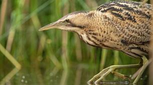 A bittern coming out of a weeded area 