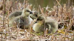 Baby ducks 