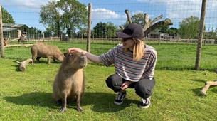 Animal Experiences at Chew Valley Animal Park 