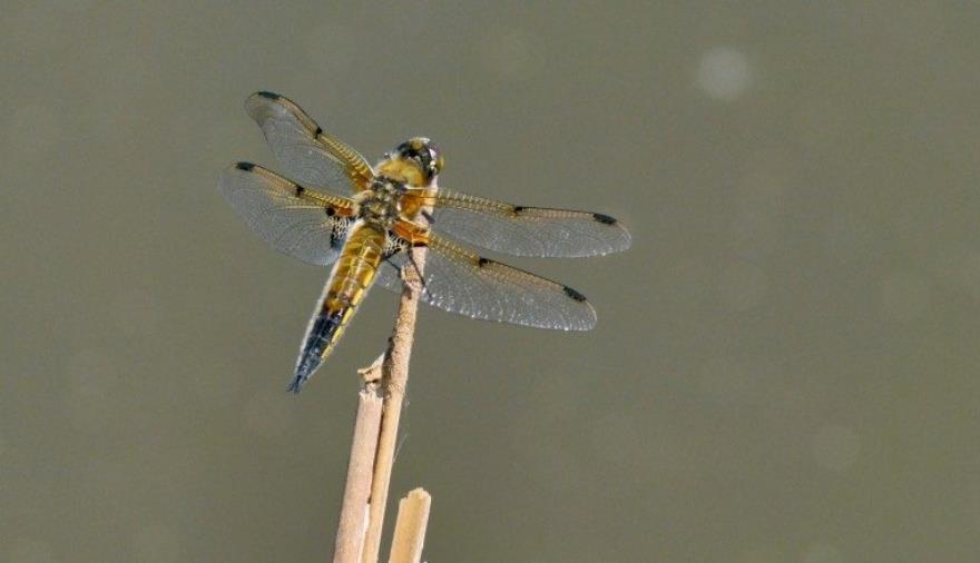 Dragonfly on a reed