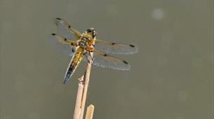 Dragonfly on a reed 