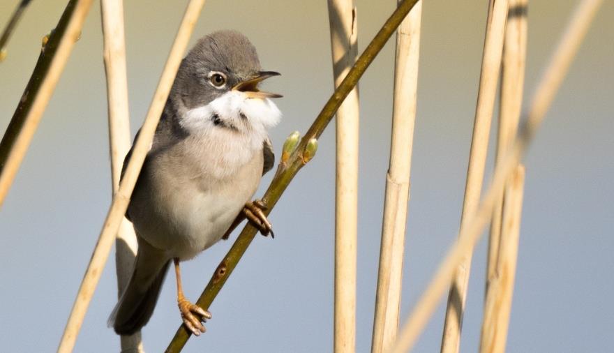 Common Whitethroat in the reeds