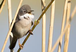 Common Whitethroat in the reeds