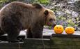 A brown bear eating a pumpin