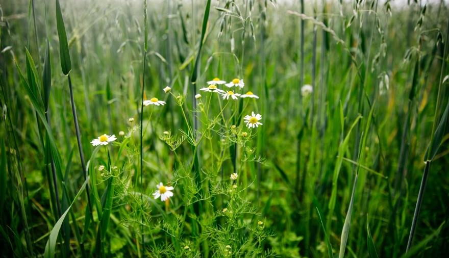 A field of grass and daisies