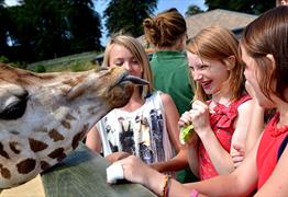 Feed the giraffes at Longleat