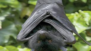 Fruit bats at Bristol Zoo Gardens