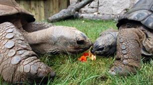 Giant tortoises at Bristol Zoo Gardens