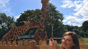Giraffe Experience at Wild Place Project
