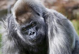 Gorilla experience Longleat