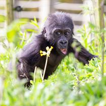 Bristol Zoo Gardens Gorilla