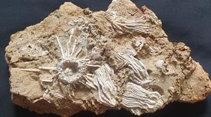 fossil in stone